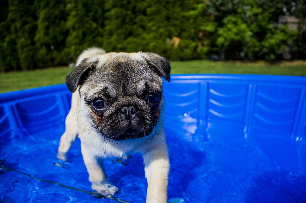 train your dog to swim in the pool