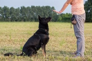 Immersion training can be a great option for dogs that need more than group sessions