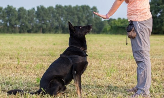 Immersion training can be a great option for dogs that need more than group sessions