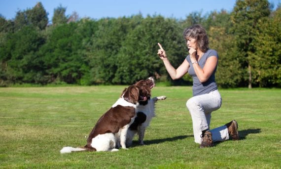 Can an older pet benefit from working with a dog trainer?