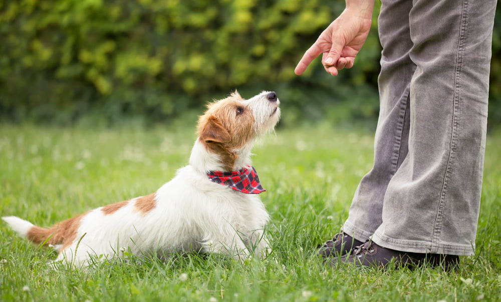 Puppy Training Tips How to Stop Your Pup from Chewing on